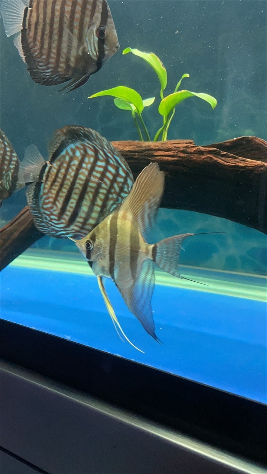 小魚到家16天了