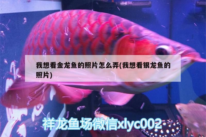 我想看金龍魚的照片怎么弄(我想看銀龍魚的照片)