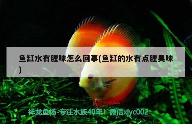 大型觀賞魚 魚缸水有腥味怎么回事(魚缸的水有點腥臭味) 豬鼻龜百科 魚缸水有腥味怎么回事(魚缸的水有點腥臭味) 魚缸水有腥味怎么回事(魚缸的水有點腥臭味) 豬鼻龜百科