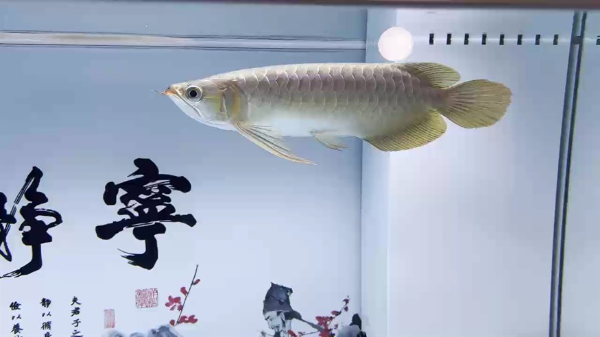 換個紅龍，大神們給看看怎么樣？