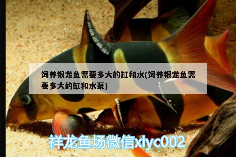 飼養銀龍魚需要多大的缸和水(飼養銀龍魚需要多大的缸和水泵)