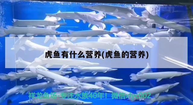 虎魚有什么營養(虎魚的營養)