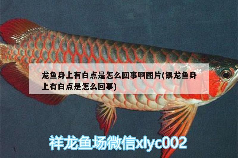龍魚身上有白點是怎么回事啊圖片(銀龍魚身上有白點是怎么回事)