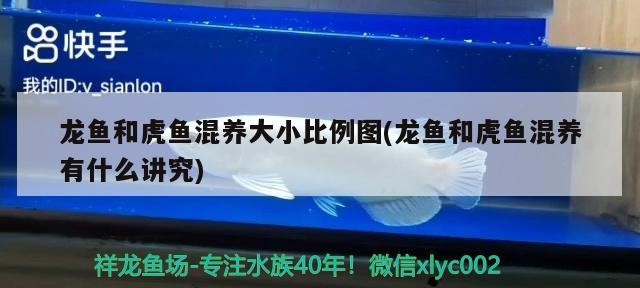 龍魚和虎魚混養大小比例圖(龍魚和虎魚混養有什么講究)