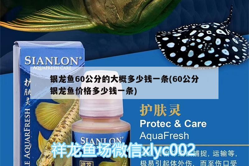 銀龍魚60公分的大概多少錢一條(60公分銀龍魚價格多少錢一條)