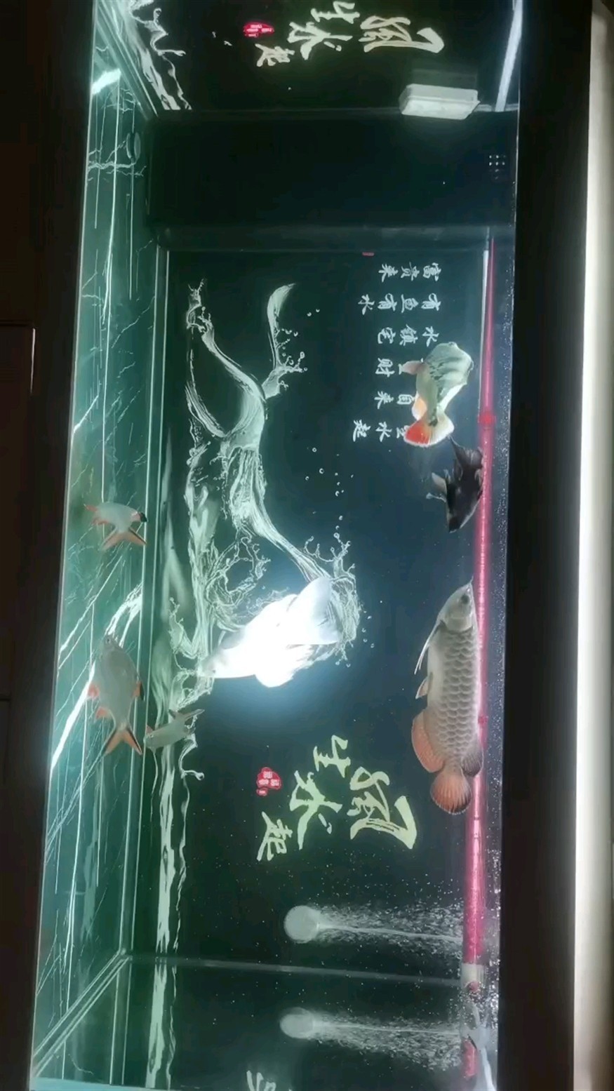 [ciya]可以看看你的魚嗎？ [ciya]可以看看你的魚嗎？ 龍魚論壇