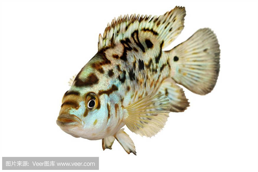 八爪魚在魚缸里怎么養活：八爪魚的養殖方法