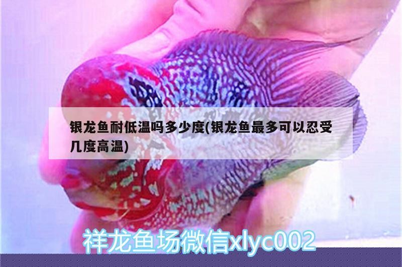 銀龍魚耐低溫嗎多少度(銀龍魚最多可以忍受幾度高溫) 銀龍魚耐低溫嗎多少度(銀龍魚最多可以忍受幾度高溫) 銀龍魚百科
