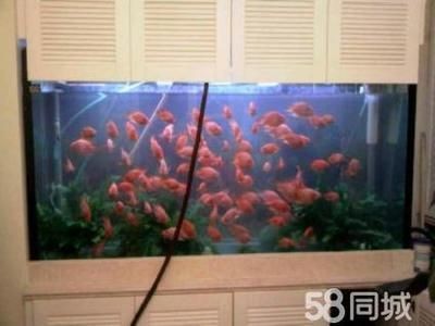 大興賣魚缸的地方在哪里呀：大興區內幾個可能賣魚缸的地方