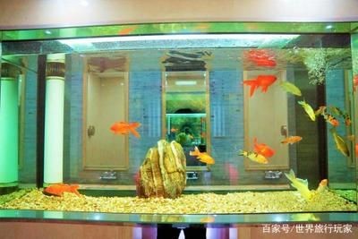 大興賣魚缸的地方在哪里呀：大興區內幾個可能賣魚缸的地方