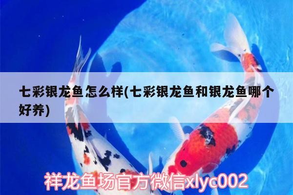 七彩銀龍魚怎么樣(七彩銀龍魚和銀龍魚哪個好養(yǎng)) 七彩銀龍魚怎么樣(七彩銀龍魚和銀龍魚哪個好養(yǎng)) 銀龍魚百科
