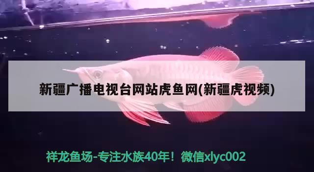 新疆廣播電視臺網站虎魚網(新疆虎視頻)
