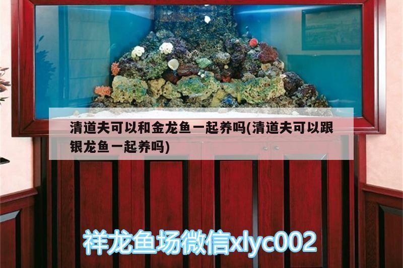 清道夫可以和金龍魚一起養嗎(清道夫可以跟銀龍魚一起養嗎)