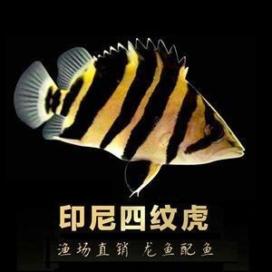 一萬以上的紅龍魚品質(zhì)怎么樣：紅龍魚價(jià)格與品質(zhì)的詳細(xì)分析紅龍魚價(jià)格與品質(zhì)的詳細(xì)分析