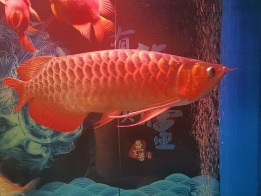 一萬以上的紅龍魚品質(zhì)怎么樣：紅龍魚價(jià)格與品質(zhì)的詳細(xì)分析紅龍魚價(jià)格與品質(zhì)的詳細(xì)分析