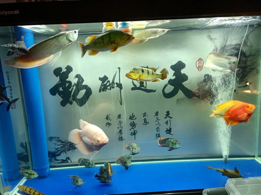 混養太難了，11天了都沒敢吃食