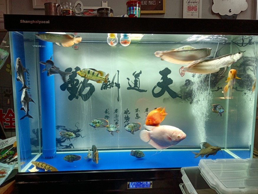 混養太難了，11天了都沒敢吃食