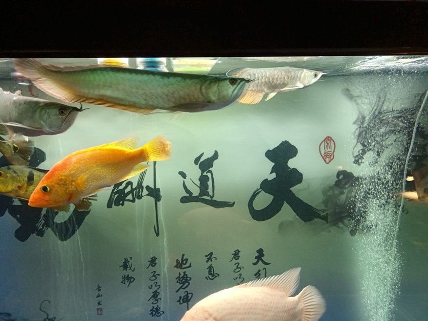 混養太難了，11天了都沒敢吃食