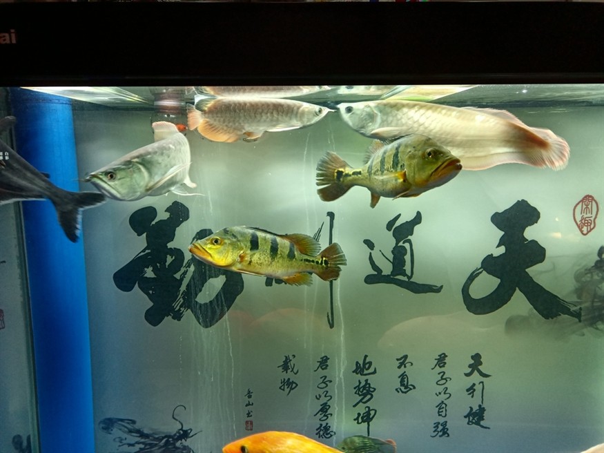 混養太難了，11天了都沒敢吃食