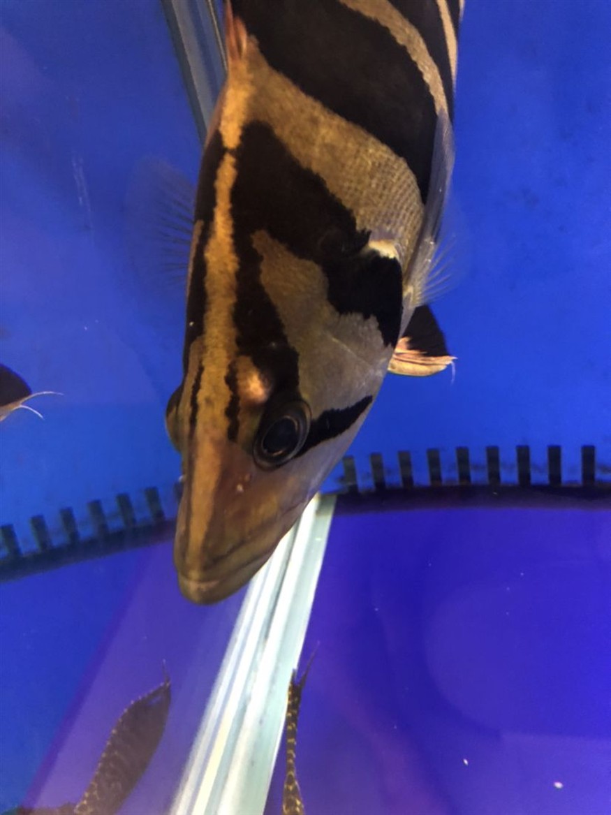 六角恐龍魚怎么養(yǎng)及喂養(yǎng)技巧視頻【六角恐龍魚需要什么樣的水族箱環(huán)境喂養(yǎng)技巧至關(guān)重要】