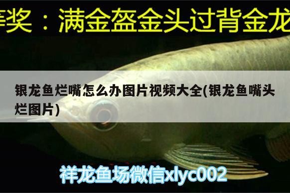銀龍魚爛嘴怎么辦圖片視頻大全(銀龍魚嘴頭爛圖片)