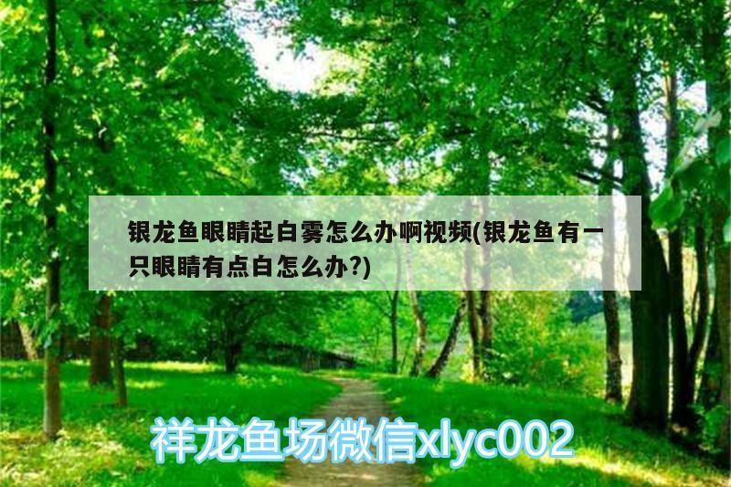 銀龍魚眼睛起白霧怎么辦啊視頻(銀龍魚有一只眼睛有點白怎么辦?)