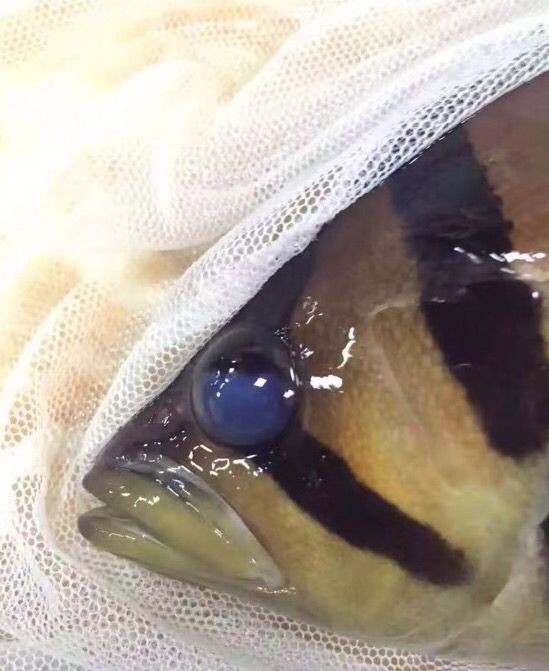三元康黃金碘針對龍魚虎魚治療效果