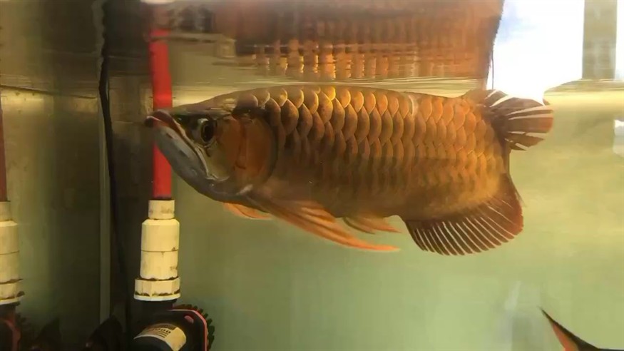 自己動手術