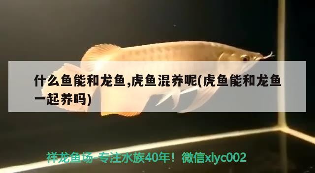 什么魚能和龍魚,虎魚混養呢(虎魚能和龍魚一起養嗎)