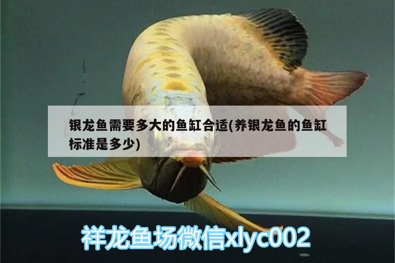 銀龍魚需要多大的魚缸合適(養銀龍魚的魚缸標準是多少)
