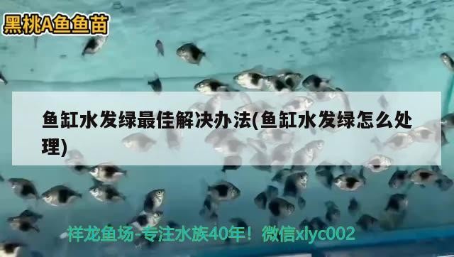魚缸水發綠最佳解決辦法(魚缸水發綠怎么處理)