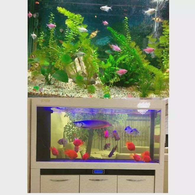 一米的魚缸適合多大的房子，魚缸擺放的最佳位置如何維護魚缸水質清潔