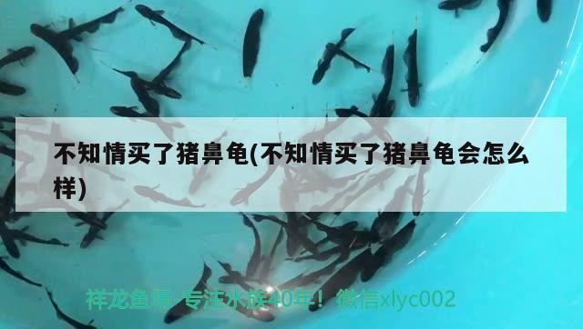 不知情買了豬鼻龜(不知情買了豬鼻龜會怎么樣)