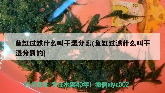 龍魚虎魚混養（龍魚虎魚混養小時候喂什么?）