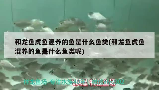 和龍魚虎魚混養的魚是什么魚類(和龍魚虎魚混養的魚是什么魚類呢)