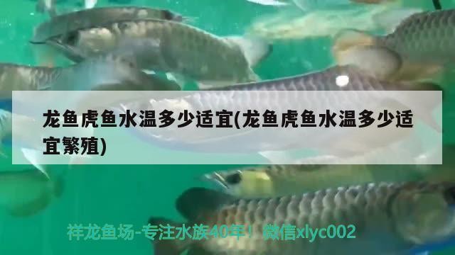 龍魚虎魚水溫多少適宜(龍魚虎魚水溫多少適宜繁殖)