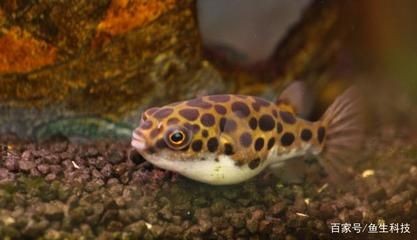 常見的觀賞魚小魚：常見的觀賞魚小魚品其特點(diǎn)