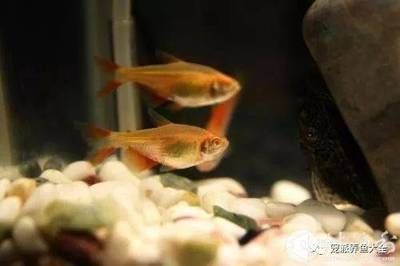 常見的觀賞魚小魚：常見的觀賞魚小魚品其特點(diǎn)