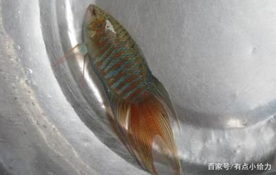 常見的觀賞魚小魚：常見的觀賞魚小魚品其特點(diǎn)