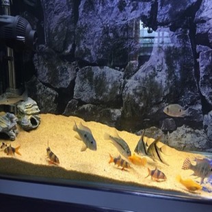 宜君縣小精靈水族館（宜君縣小精靈水族館電話）