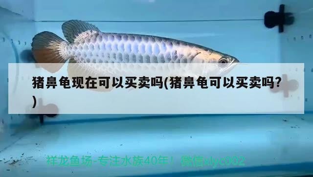豬鼻龜現在可以買賣嗎(豬鼻龜可以買賣嗎?)