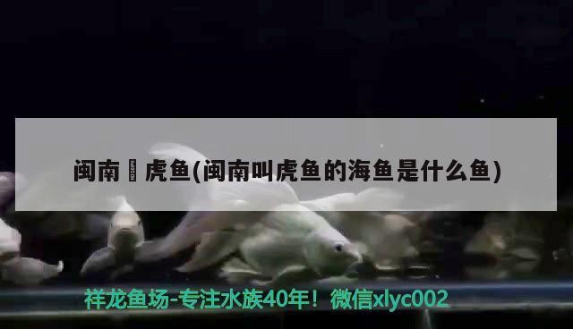 閩南蟳虎魚(閩南叫虎魚的海魚是什么魚)