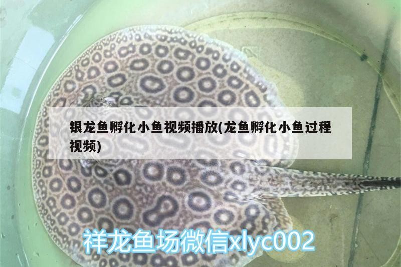 銀龍魚孵化小魚視頻播放(龍魚孵化小魚過程視頻)