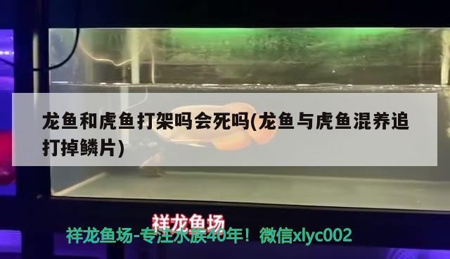 龍魚和虎魚打架嗎會死嗎(龍魚與虎魚混養(yǎng)追打掉鱗片)