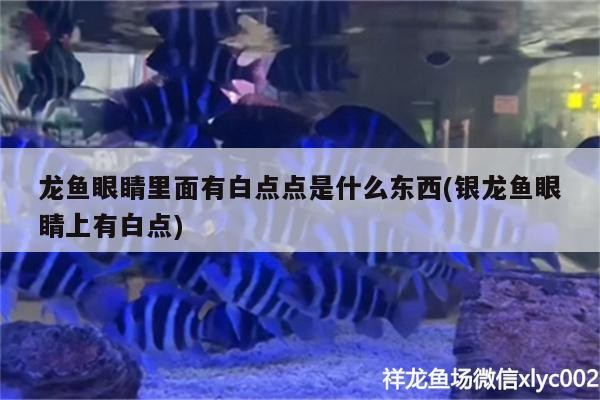 龍魚眼睛里面有白點(diǎn)點(diǎn)是什么東西(銀龍魚眼睛上有白點(diǎn))