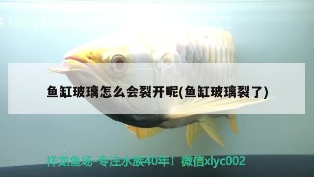 魚缸玻璃怎么會裂開呢(魚缸玻璃裂了)