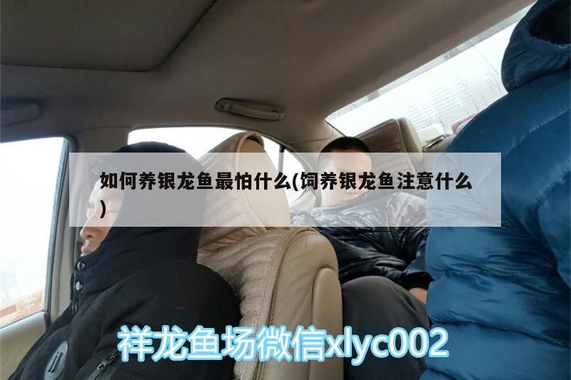 如何養銀龍魚最怕什么(飼養銀龍魚注意什么)