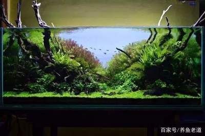 大型魚缸養什么魚合適：大型魚缸適合放置各種類型的魚類，適合放置多種類型的魚類