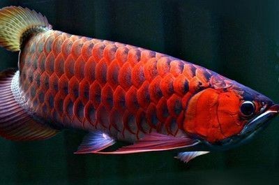 紅龍魚缸背景圖哪個(gè)好看一點(diǎn)（紅龍魚缸背景圖哪個(gè)好看一點(diǎn)的）