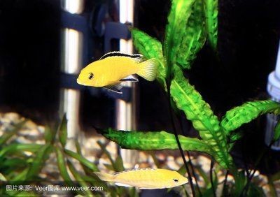 虎斑魚觀賞魚的養(yǎng)殖需要注意水質(zhì)和分類虎斑魚的區(qū)別：虎斑魚的養(yǎng)殖方法
